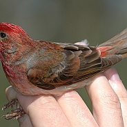 Common Rosefinch